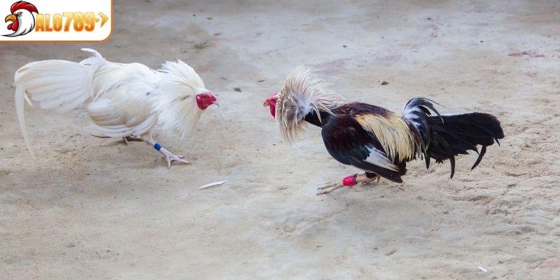Các loại cược đá gà ALO789