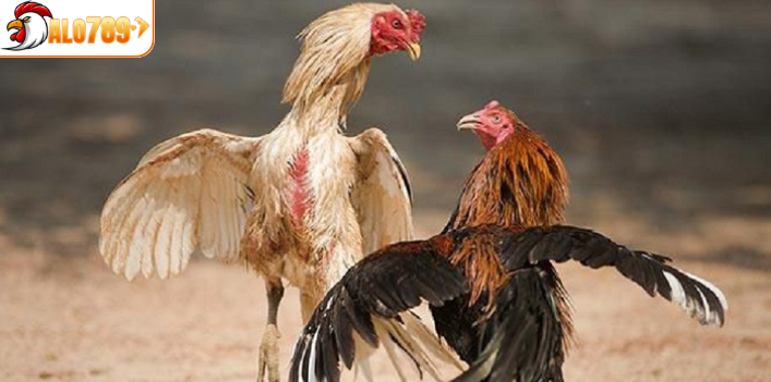 Kèo đấu có những chiến kê mạnh mẽ và lì lợm