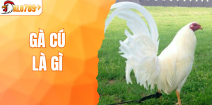 Gà Cú Là Gì? Cược Nhanh Lên Tay Cực Gắt Trên ALO789