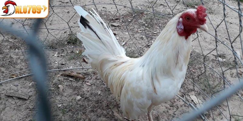 Đôi nét về gà bướm là gì?